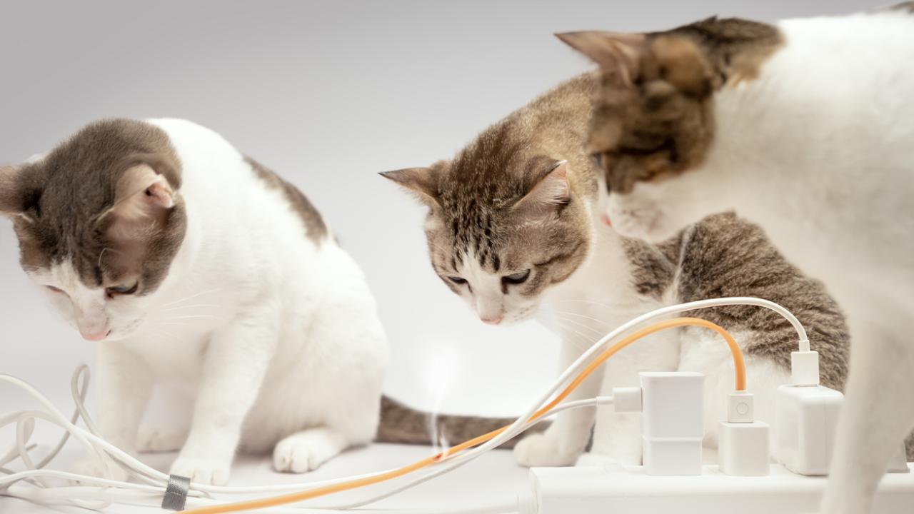 Three cats stare at computer wires, trying to understand what's gone wrong.